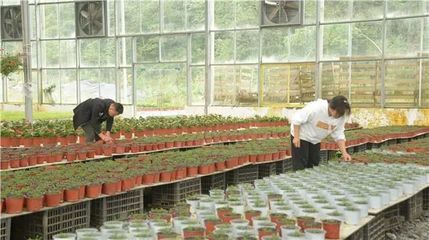 百里杜鵑 花卉種植技術(shù)開發(fā)為鄉(xiāng)村振興注入新動(dòng)能